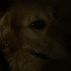 Meet your Posher, Regina